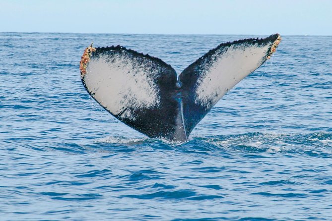 Whale Watching Experience - The hydrophone turns watching into listening