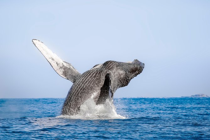 Whale Watching Experience - Mother-calf behavior is the special sight
