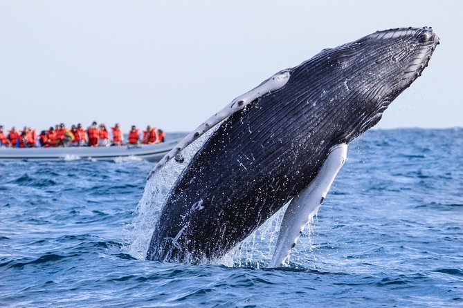 Whale Watching Experience - How to dress for an open boat