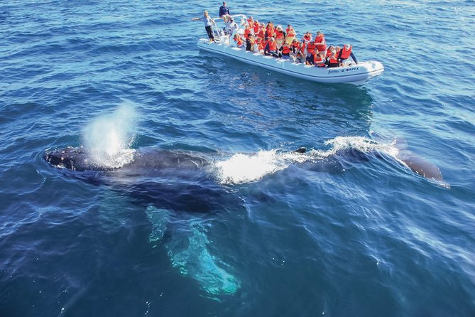 Whale Watching Experience - Who should choose this tour?