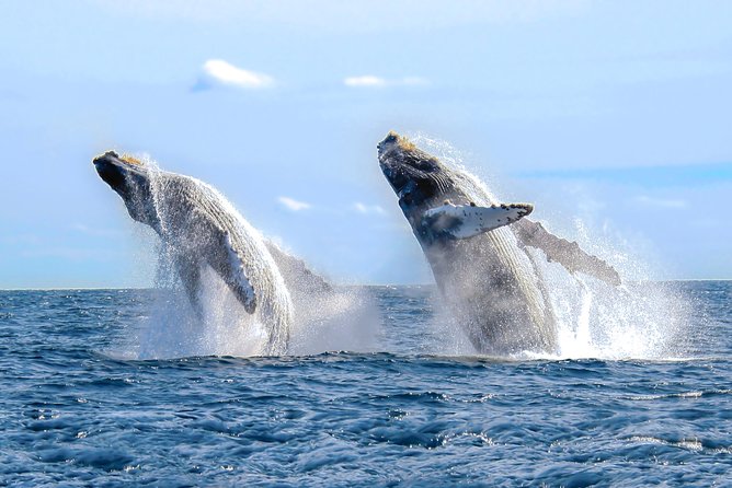 Whale Watching Experience - What the three-hour outing feels like