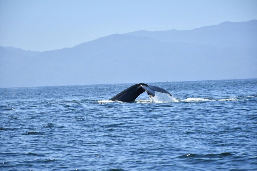 Whale Watching Guaranteed Experience in Puerto Vallarta - Why the captain and guide make such a difference