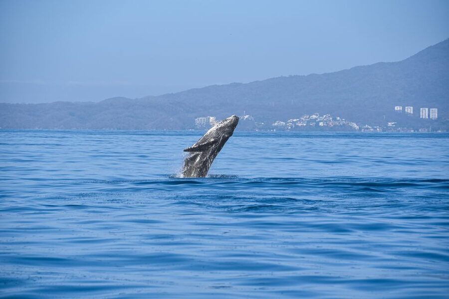 Whale Watching Guaranteed Experience in Puerto Vallarta - Lunch, snacks, and the practical value of $99