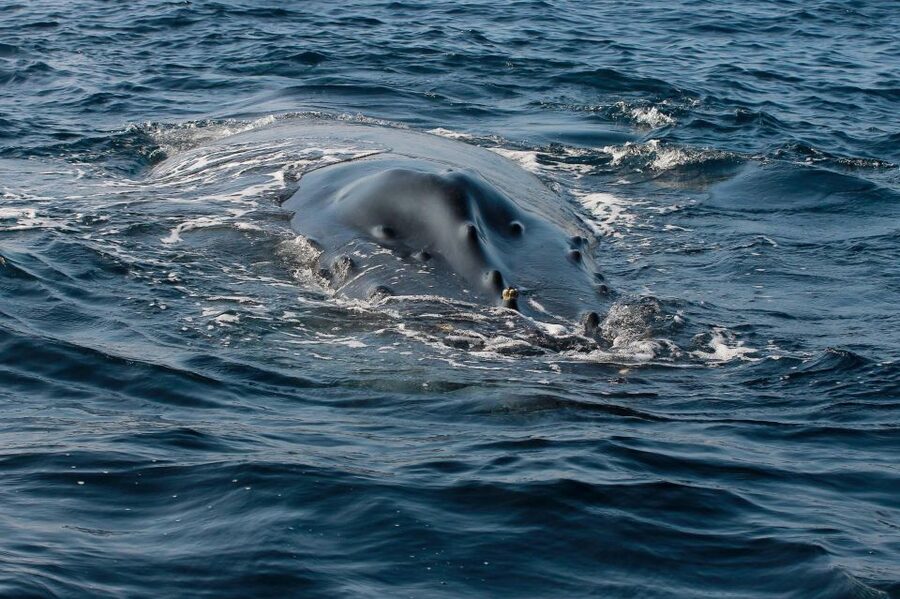 Whale Watching Guaranteed Experience in Puerto Vallarta - Getting to the cruise meeting point without a port-day mistake
