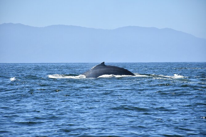 Whale Watching Guaranteed Experience in Puerto Vallarta - What the route adds, and what it does not