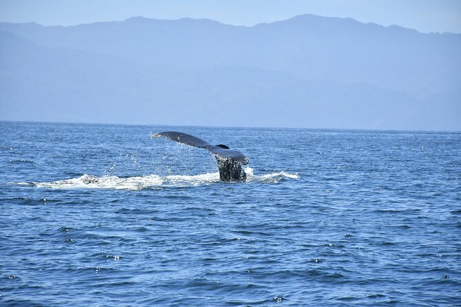 Whale Watching Guaranteed Experience in Puerto Vallarta - Group size, comfort, and who should book