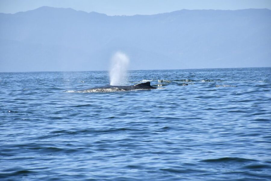 Whale Watching Guaranteed Experience in Puerto Vallarta - The boat ride: fast, useful, and sometimes crowded