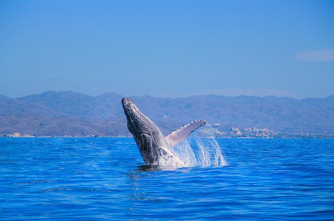 Whale Watching in Puerto Vallarta - Watching mothers, calves, and possible breaches