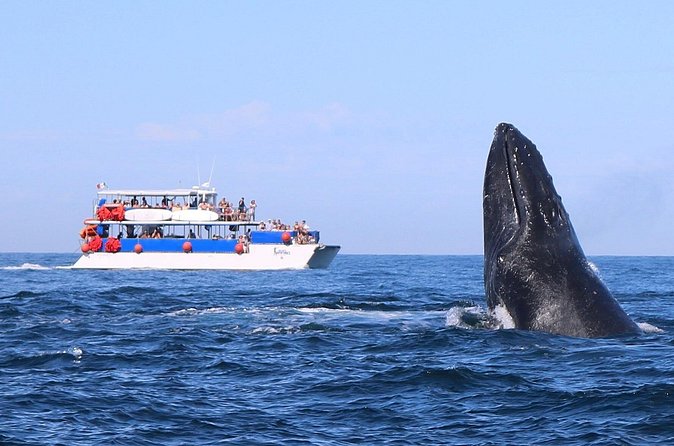 Whale Watching in Puerto Vallarta - A Marine Mammal Expert adds meaning
