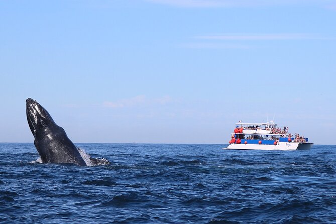Whale Watching in Puerto Vallarta - What the catamaran ride is like