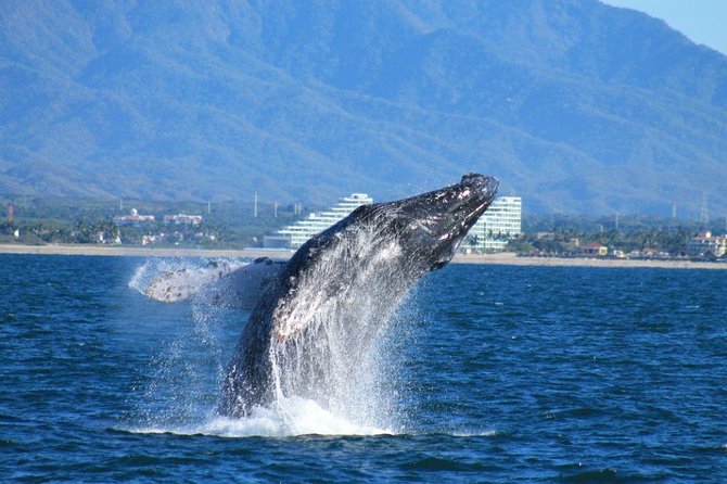 Whale Watching The Best Of Puerto Vallarta - Key points to know before booking