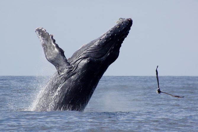 Whale Watching The Best Of Puerto Vallarta - Why the whale season matters in Puerto Vallarta