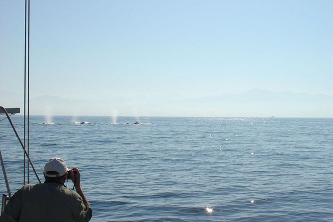 Whale Watching The Best Of Puerto Vallarta - Who should book this whale watching trip?