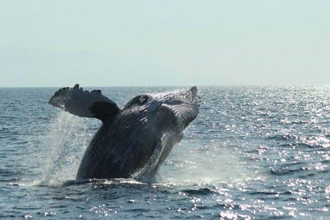 Whale Watching The Best Of Puerto Vallarta - Meeting the boat at Opequimar Centro Marino
