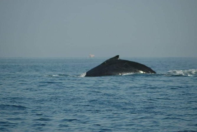 Whale watching tour - Setting out from Marina Los Peines