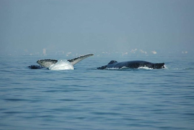 Whale watching tour - What the refreshments add to the outing