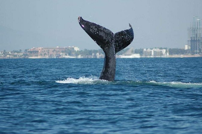 Whale watching tour - Los Arcos, snorkeling, and flexible plans
