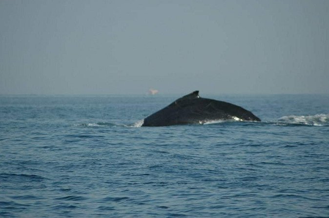 Whale watching tour - How much value do you get for $452?
