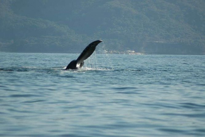 Whale watching tour - The restroom issue is small until it is not
