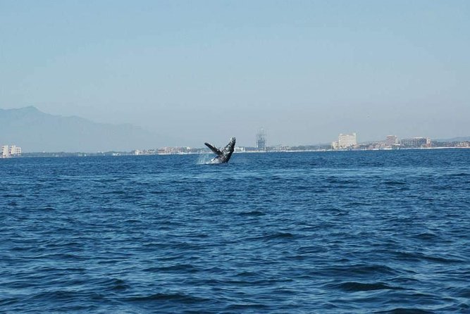 Whale watching tour - Fernando’s personal style on the water