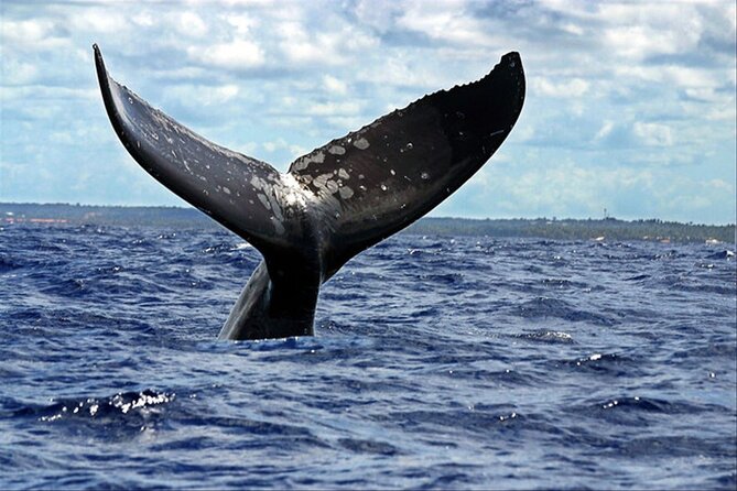 Whale Watching - Meeting at OCEANO Dive and Surf, then reaching the boat