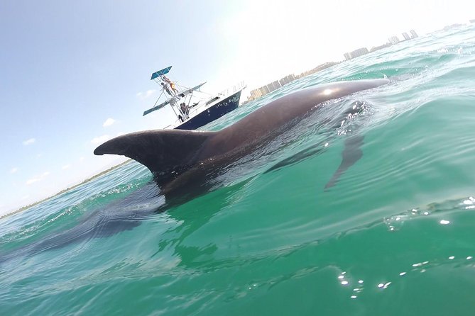 Wild Dolphin Encounter in Puerto Vallarta - Key points to know before you book