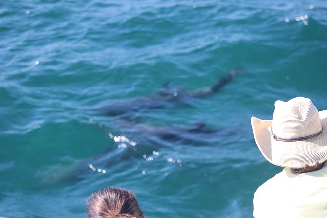 Wild Dolphin Encounter in Puerto Vallarta - Why the respectful dolphin policy matters
