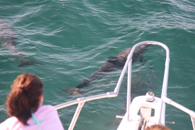 Wild Dolphin Encounter in Puerto Vallarta - What happens once you are on the water