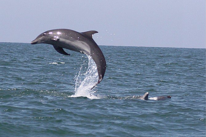 Wild Dolphin Encounter in Puerto Vallarta - Watching dolphins without forcing the moment