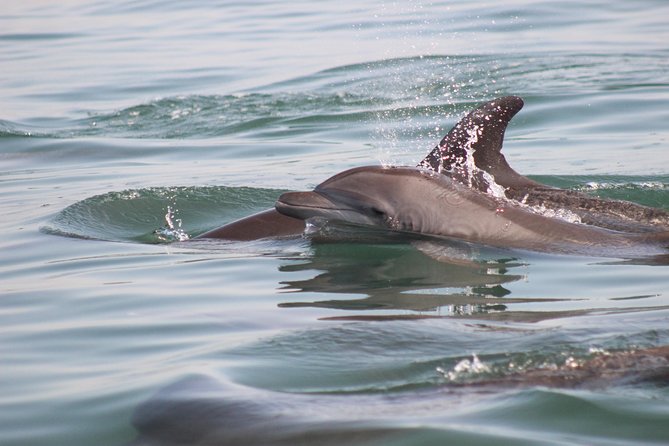 Wild Dolphin Encounter in Puerto Vallarta - Swimming nearby with snorkeling equipment