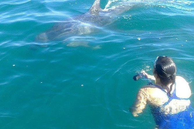 Wild Dolphin Encounter in Puerto Vallarta - Lunch, drinks, and the small-group feel