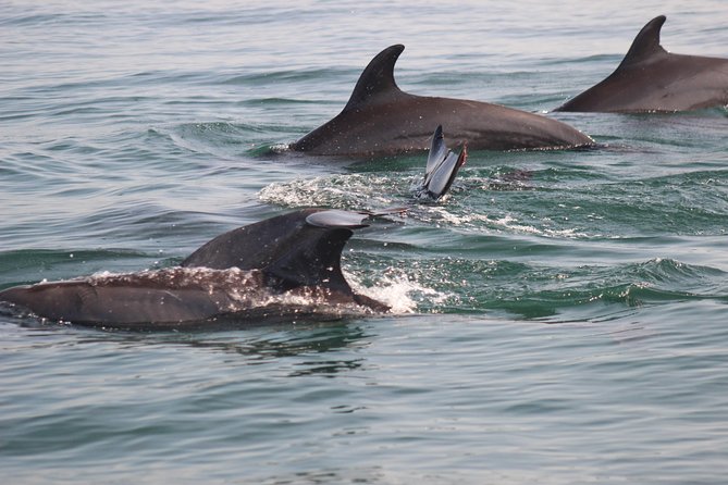 Wild Dolphin Encounter in Puerto Vallarta - Is $110 a fair price?