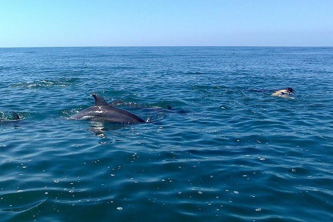 Wild Dolphin Encounter in Puerto Vallarta - Weather and minimum group conditions