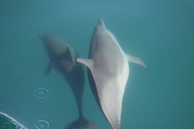 Wild Dolphin Encounter in Puerto Vallarta - A 9:00 a.m. start from Marina Vallarta
