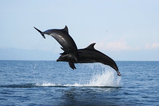 Wild Dolphin Encounter & Snorkeling Adventure - Meeting at Marina Vallarta