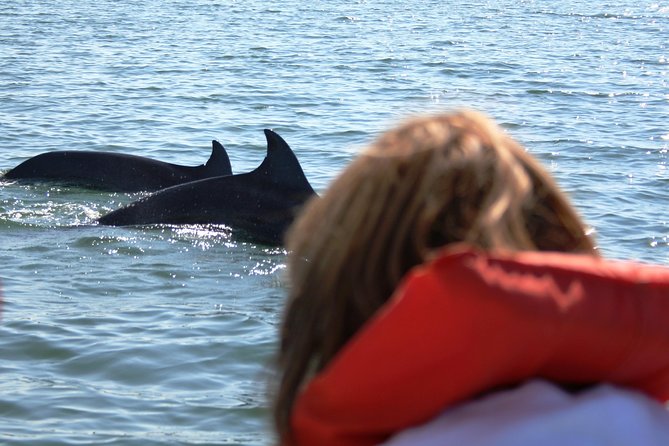 Wild Dolphin Encounter & Snorkeling Adventure - Entering the water near wild animals