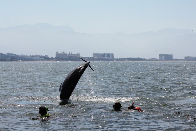 Wild Dolphin Encounter & Snorkeling Adventure - What you receive on the boat