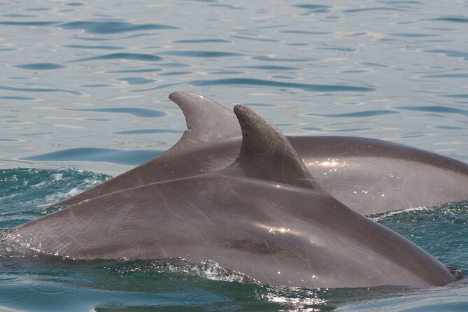 Wild Dolphin Encounter & Snorkeling Adventure - Group size, comfort, and the boat ride