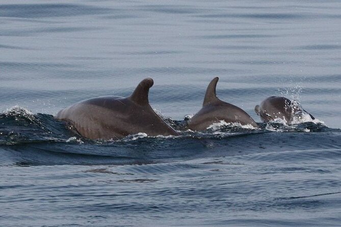 Wild Dolphin Encounter & Snorkeling Adventure - What the strongest days can include