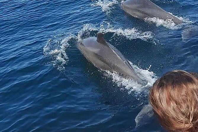 Wild Dolphin Encounter & Snorkeling Adventure - Searching for dolphins in the Pacific